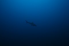 Hoki_Maru-002