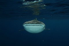Whale_Shark-018