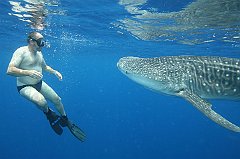 Whale_Shark-182