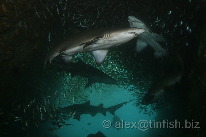 South_West_Rocks_Feb10-089.JPG - The Sharks liked the warmer water in the shallow entrance of the cave.. sharks after my own liking!
