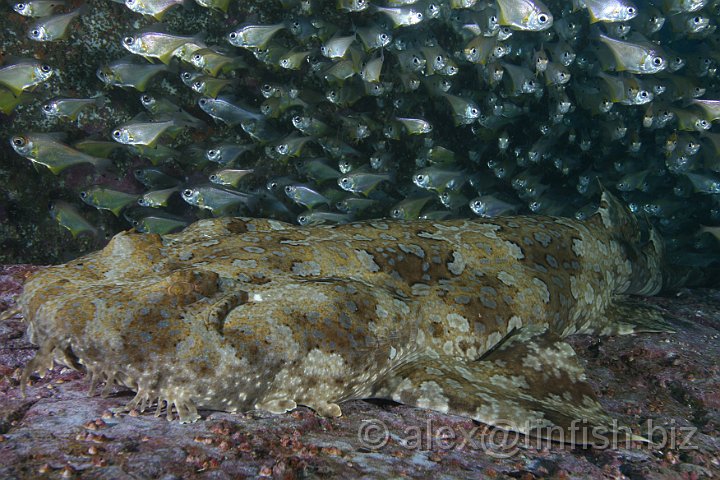 South_West_Rocks_Feb10-419.JPG - Wobbegongs make use of their relative invisibility to hide among rocks and catch smaller fish which swim too close, typical of ambush predators