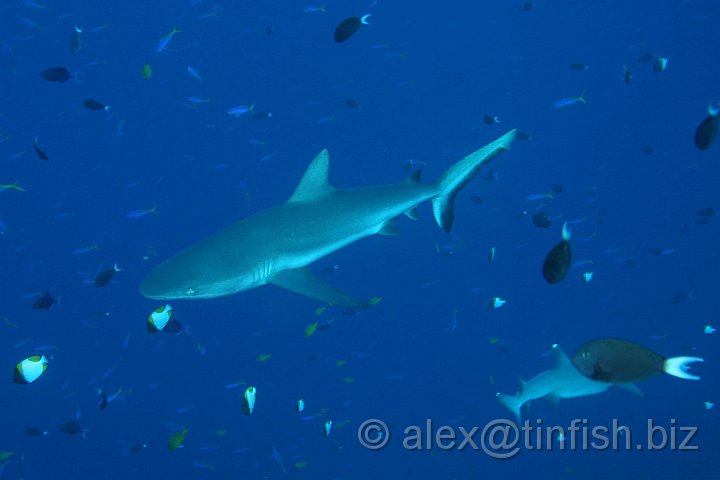 Blue_Corner-067.JPG - Grey Reef Shark