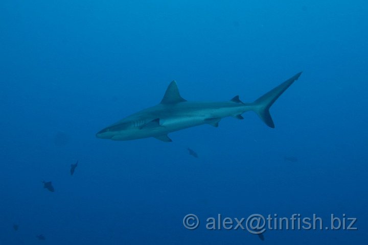 Blue_Corner-171.JPG - Grey Reef Shark