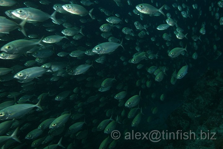 German_Channel-035.JPG - Silver Fish!!