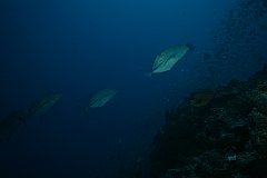 German_Channel-026