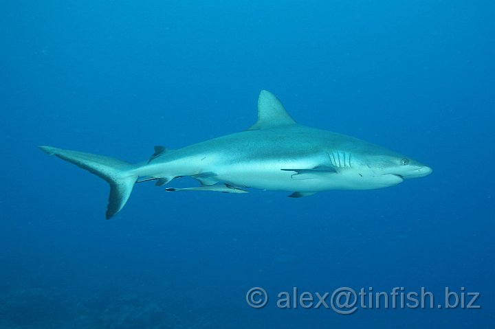 Ulong_Channel-011.JPG - Grey Reef Shark