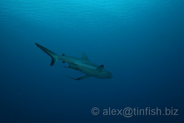 Ulong_Channel-084.JPG - Grey Reef Shark