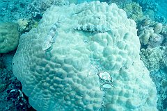 Coral