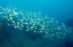 Fish2