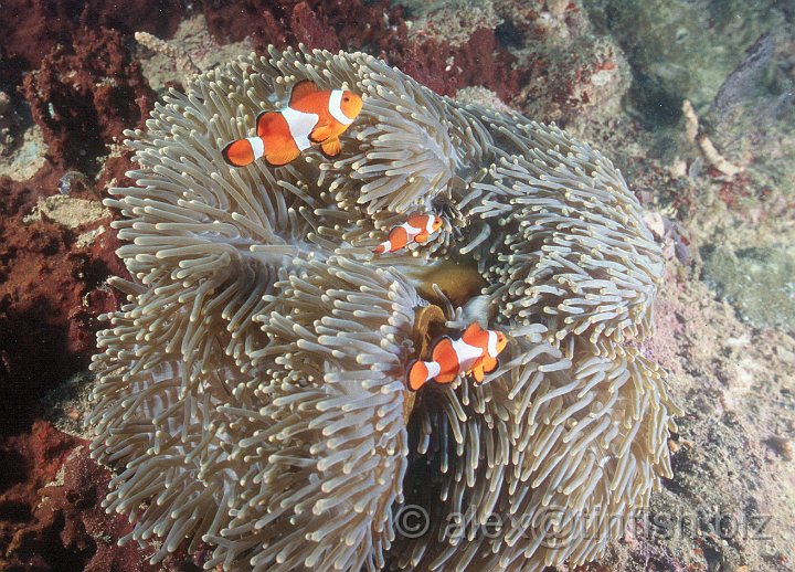 Scan397.jpg - Clown Fish