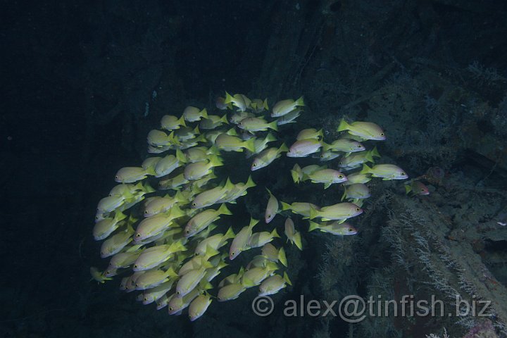 USS_Aaron_Ward-314.JPG - Fish..!